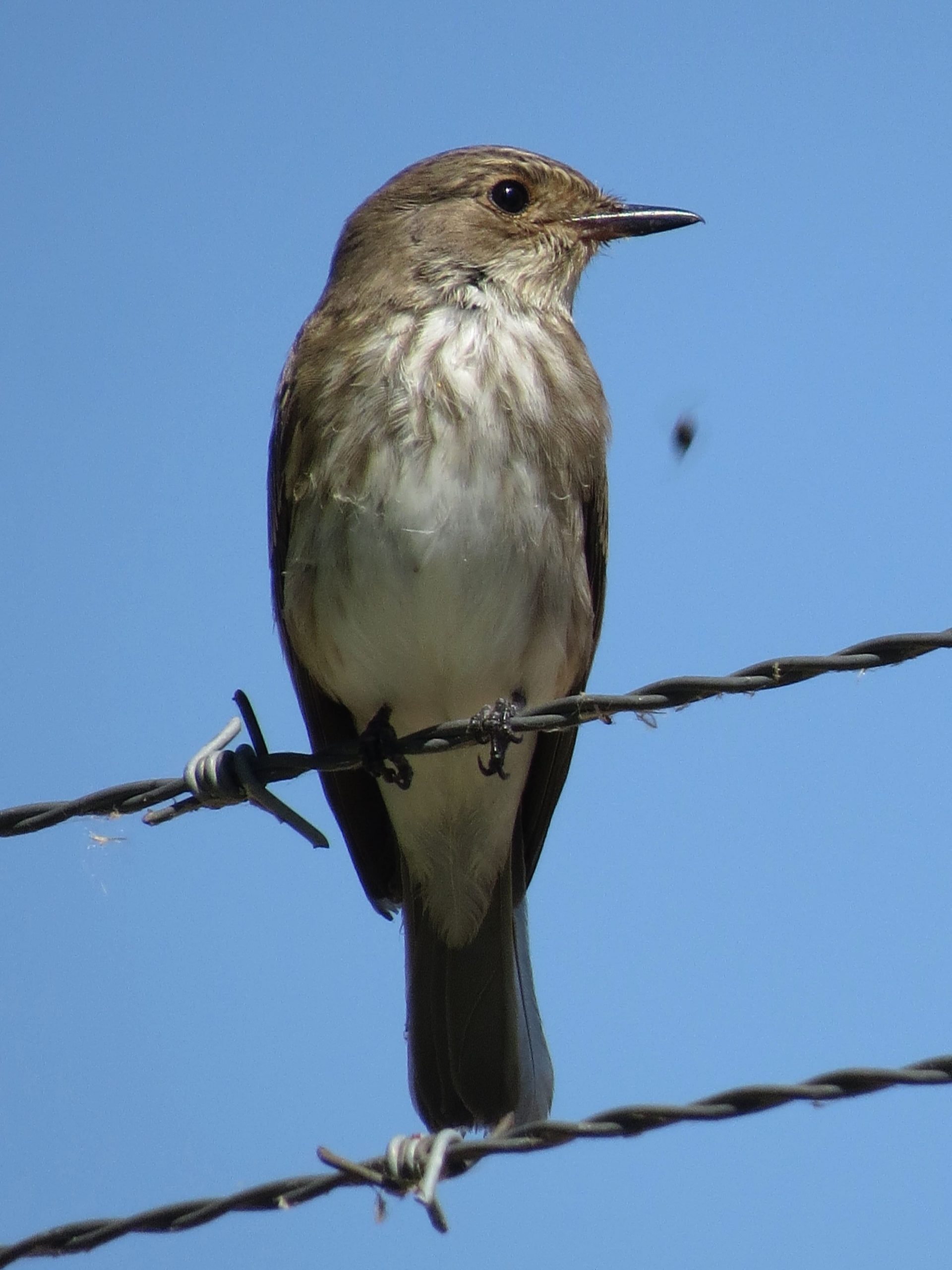 Papamoscas gris (Muscicapa striata)