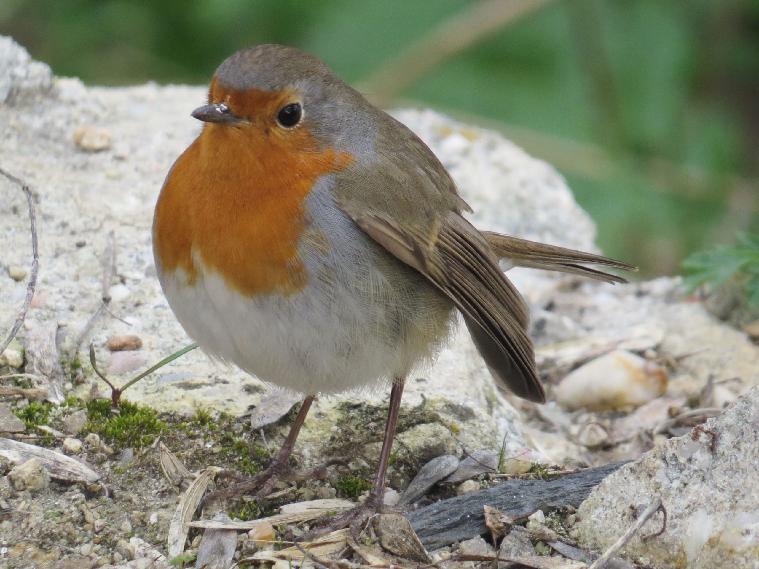 Petirrojo europeo (Erithacus rubecula)