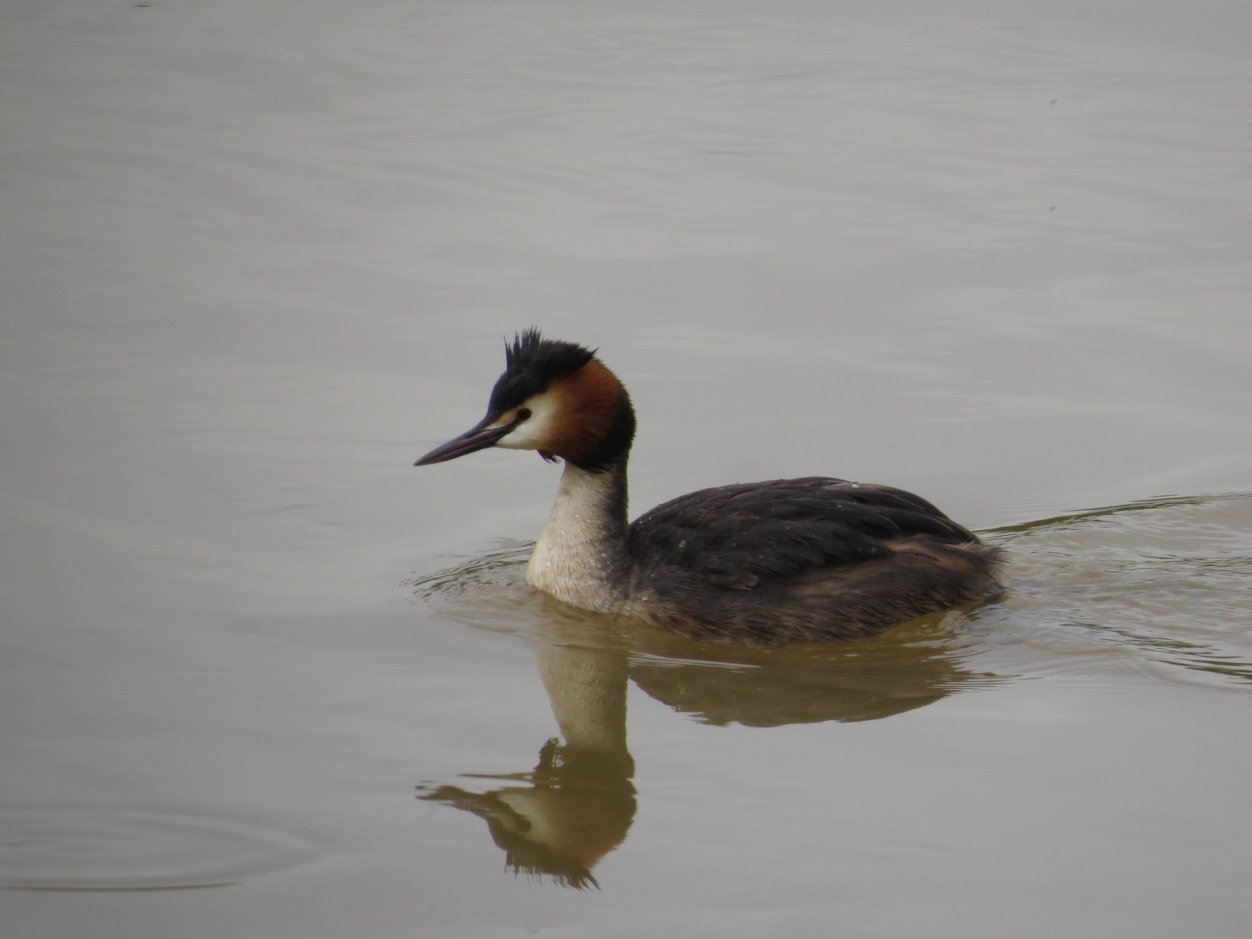 Somormujo lavanco (Podiceps cristatus)
