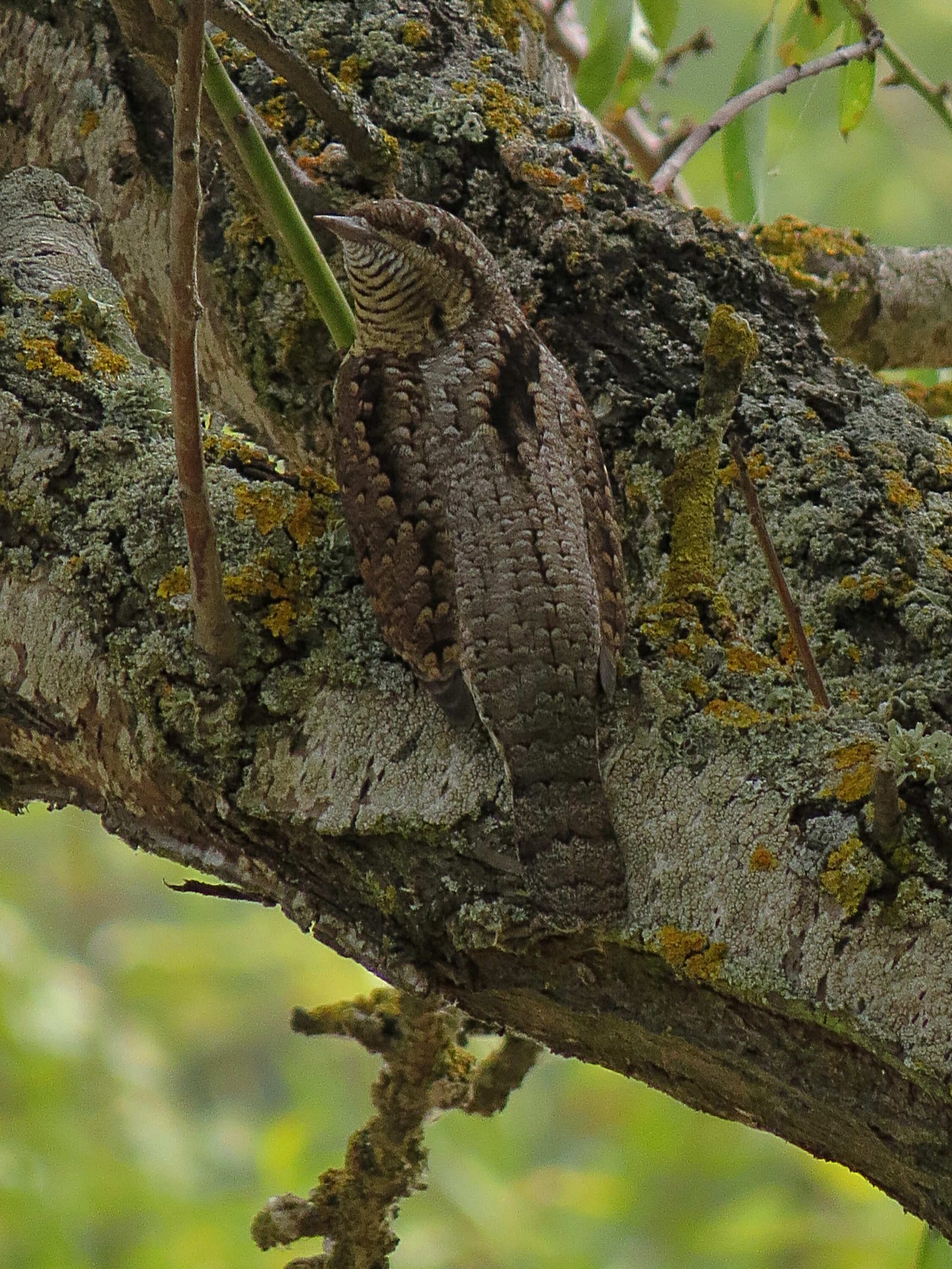 Torcecuello (Jynx torquilla)