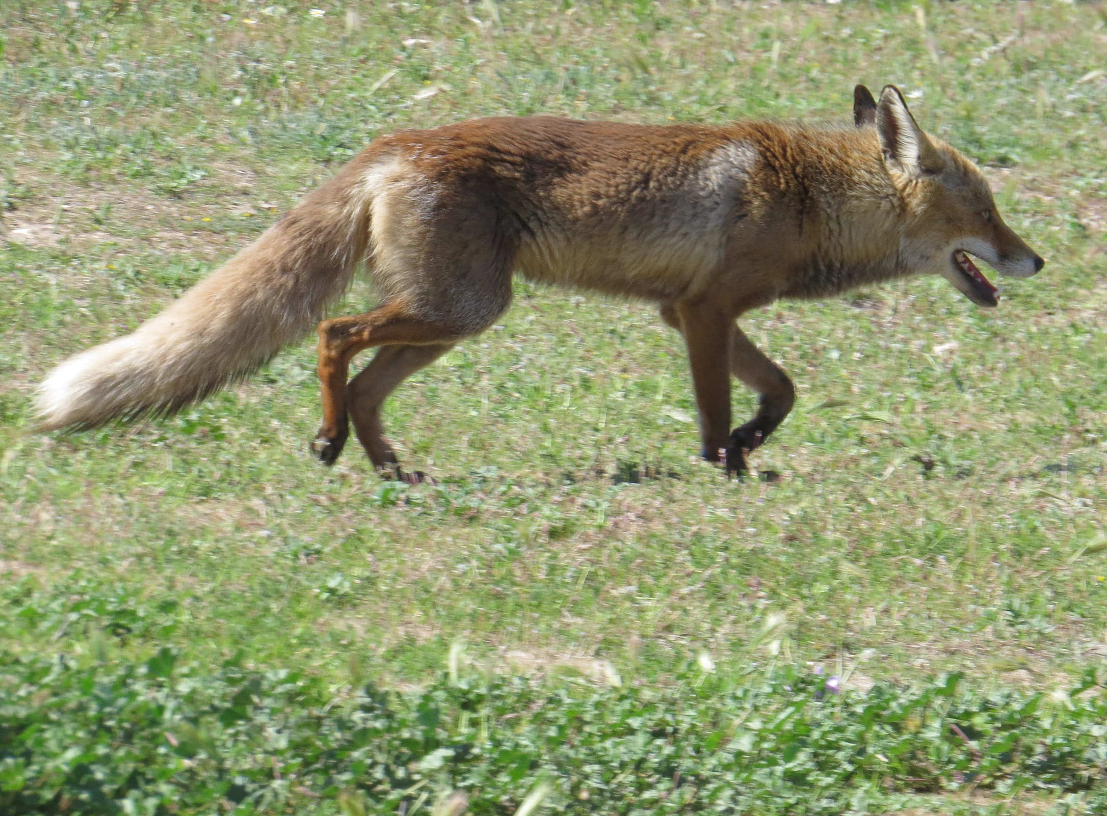 Zorro común (Vulpes vulpes) (2)