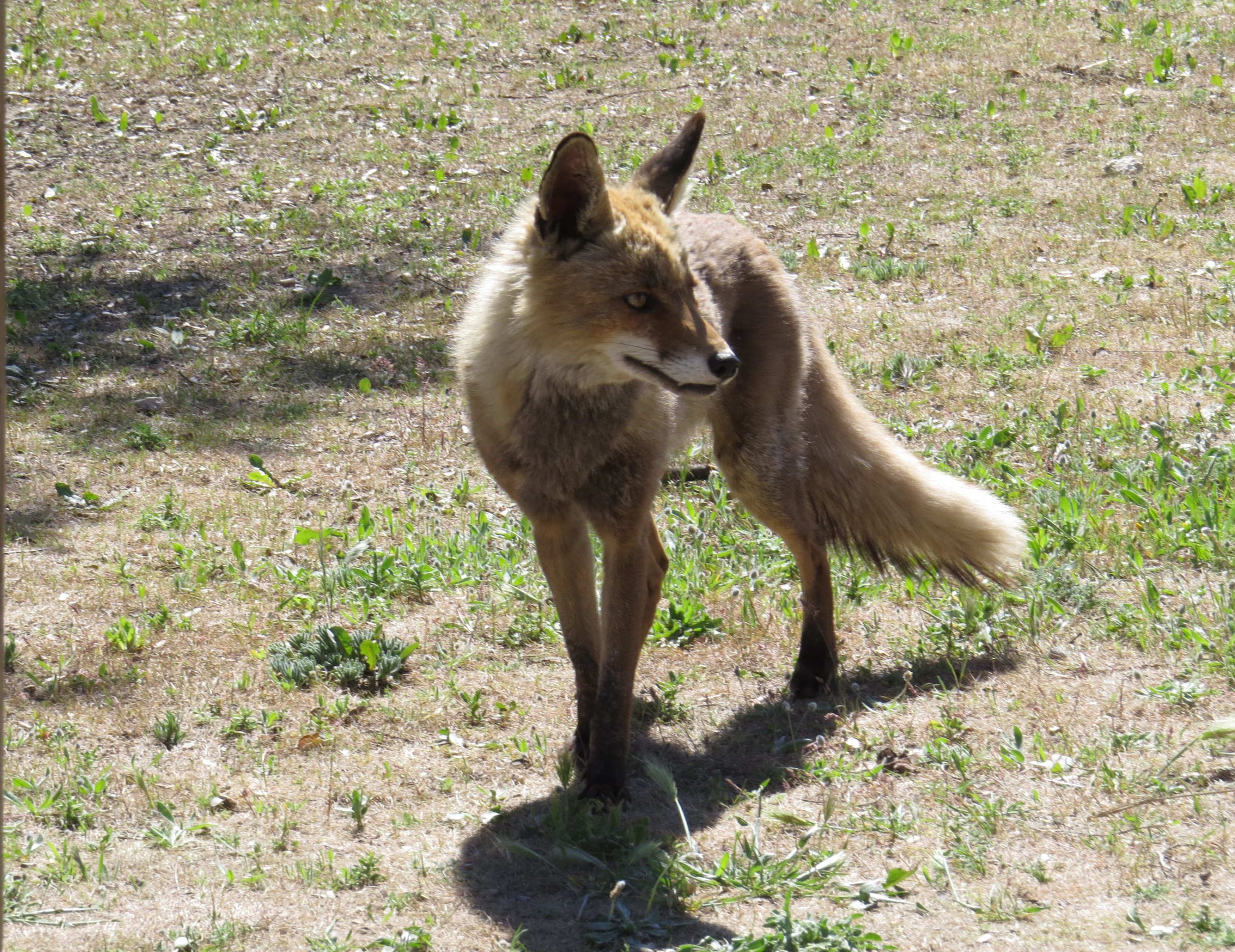 Zorro común (Vulpes vulpes)
